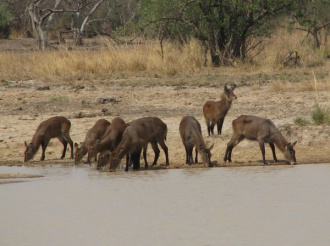 04 Troupeau De Waterbucks Femelles